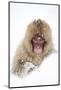 Snow Monkey (Macaca Fuscata) in Snow, Nagano, Japan, February-Danny Green-Mounted Photographic Print