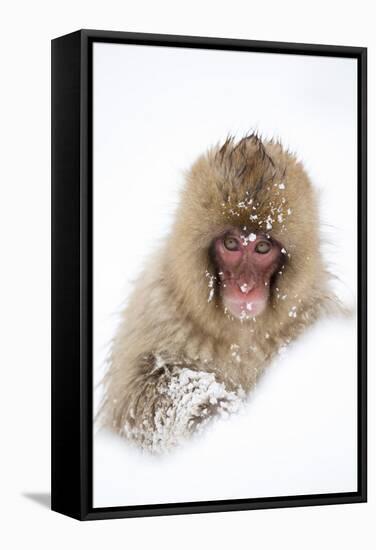 Snow Monkey (Macaca Fuscata) in Snow, Nagano, Japan, February-Danny Green-Framed Stretched Canvas
