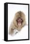 Snow Monkey (Macaca Fuscata) in Snow, Nagano, Japan, February-Danny Green-Framed Stretched Canvas