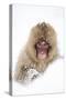 Snow Monkey (Macaca Fuscata) in Snow, Nagano, Japan, February-Danny Green-Stretched Canvas