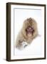 Snow Monkey (Macaca Fuscata) in Snow, Nagano, Japan, February-Danny Green-Framed Photographic Print