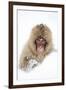 Snow Monkey (Macaca Fuscata) in Snow, Nagano, Japan, February-Danny Green-Framed Photographic Print