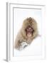 Snow Monkey (Macaca Fuscata) in Snow, Nagano, Japan, February-Danny Green-Framed Photographic Print