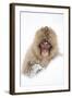 Snow Monkey (Macaca Fuscata) in Snow, Nagano, Japan, February-Danny Green-Framed Photographic Print