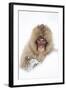 Snow Monkey (Macaca Fuscata) in Snow, Nagano, Japan, February-Danny Green-Framed Photographic Print