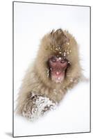 Snow Monkey (Macaca Fuscata) in Snow, Nagano, Japan, February-Danny Green-Mounted Photographic Print