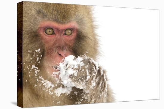 Snow Monkey (Macaca Fuscata) with Snow Covered Paw in Front of Mouth, Nagano, Japan, February-Danny Green-Stretched Canvas