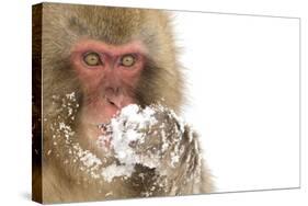 Snow Monkey (Macaca Fuscata) with Snow Covered Paw in Front of Mouth, Nagano, Japan, February-Danny Green-Stretched Canvas