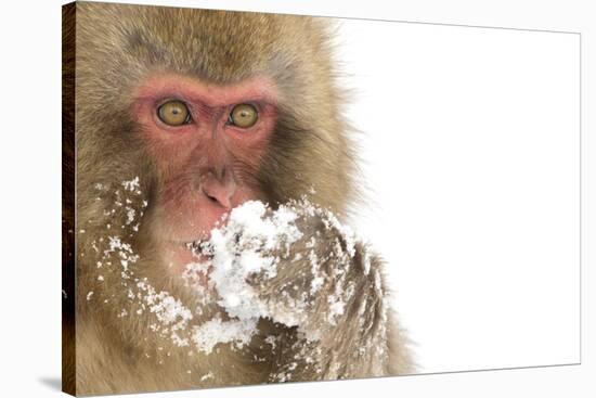 Snow Monkey (Macaca Fuscata) with Snow Covered Paw in Front of Mouth, Nagano, Japan, February-Danny Green-Stretched Canvas