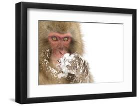 Snow Monkey (Macaca Fuscata) with Snow Covered Paw in Front of Mouth, Nagano, Japan, February-Danny Green-Framed Photographic Print