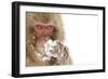 Snow Monkey (Macaca Fuscata) with Snow Covered Paw in Front of Mouth, Nagano, Japan, February-Danny Green-Framed Photographic Print