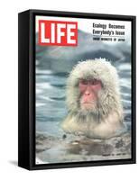 Snow Monkey of Japan in Water, January 30, 1970-Co Rentmeester-Framed Stretched Canvas