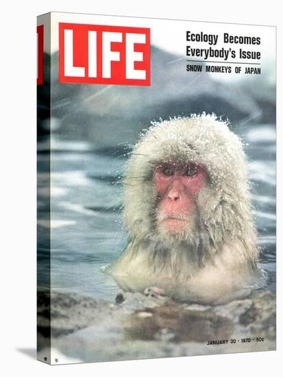 Snow Monkey of Japan in Water, January 30, 1970-Co Rentmeester-Stretched Canvas