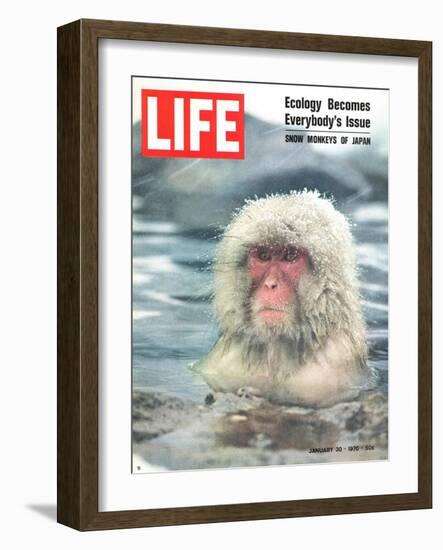 Snow Monkey of Japan in Water, January 30, 1970-Co Rentmeester-Framed Photographic Print