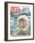 Snow Monkey of Japan in Water, January 30, 1970-Co Rentmeester-Framed Photographic Print