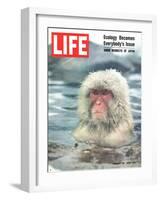 Snow Monkey of Japan in Water, January 30, 1970-Co Rentmeester-Framed Photographic Print