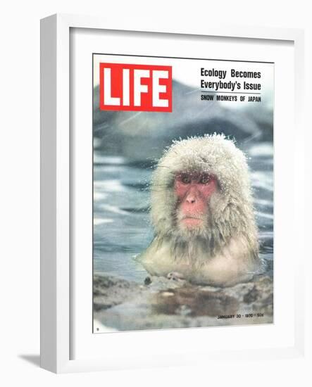 Snow Monkey of Japan in Water, January 30, 1970-Co Rentmeester-Framed Photographic Print