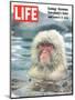 Snow Monkey of Japan in Water, January 30, 1970-Co Rentmeester-Mounted Photographic Print