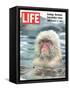 Snow Monkey of Japan in Water, January 30, 1970-Co Rentmeester-Framed Stretched Canvas