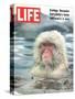 Snow Monkey of Japan in Water, January 30, 1970-Co Rentmeester-Stretched Canvas