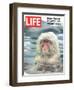 Snow Monkey of Japan in Water, January 30, 1970-Co Rentmeester-Framed Photographic Print