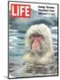 Snow Monkey of Japan in Water, January 30, 1970-Co Rentmeester-Mounted Photographic Print