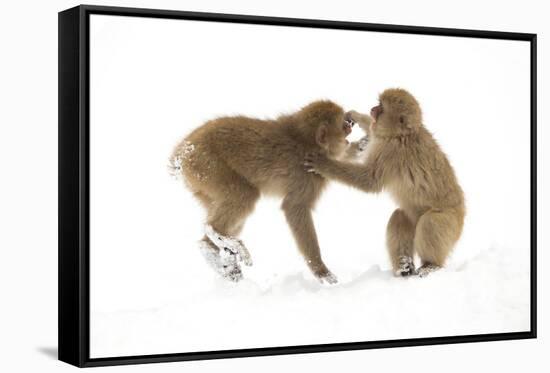 Snow Monkeys (Macaca Fuscata) Young Fighting in Snow, Nagano, Japan, February-Danny Green-Framed Stretched Canvas