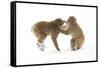 Snow Monkeys (Macaca Fuscata) Young Fighting in Snow, Nagano, Japan, February-Danny Green-Framed Stretched Canvas