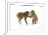 Snow Monkeys (Macaca Fuscata) Young Fighting in Snow, Nagano, Japan, February-Danny Green-Framed Photographic Print