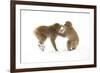 Snow Monkeys (Macaca Fuscata) Young Fighting in Snow, Nagano, Japan, February-Danny Green-Framed Photographic Print