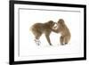 Snow Monkeys (Macaca Fuscata) Young Fighting in Snow, Nagano, Japan, February-Danny Green-Framed Photographic Print