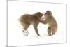 Snow Monkeys (Macaca Fuscata) Young Fighting in Snow, Nagano, Japan, February-Danny Green-Mounted Photographic Print