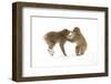 Snow Monkeys (Macaca Fuscata) Young Fighting in Snow, Nagano, Japan, February-Danny Green-Framed Photographic Print