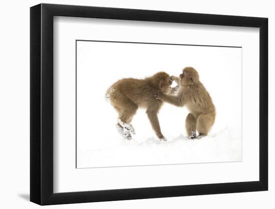 Snow Monkeys (Macaca Fuscata) Young Fighting in Snow, Nagano, Japan, February-Danny Green-Framed Photographic Print
