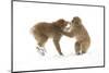 Snow Monkeys (Macaca Fuscata) Young Fighting in Snow, Nagano, Japan, February-Danny Green-Mounted Photographic Print