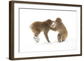 Snow Monkeys (Macaca Fuscata) Young Fighting in Snow, Nagano, Japan, February-Danny Green-Framed Photographic Print