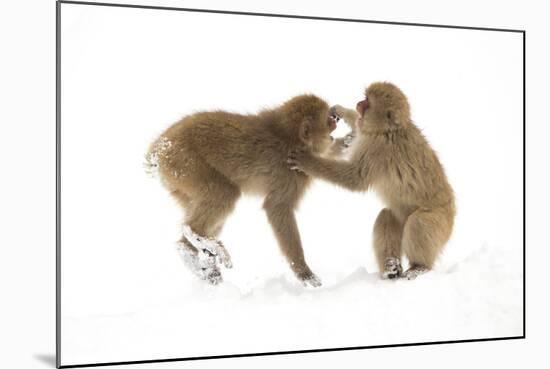 Snow Monkeys (Macaca Fuscata) Young Fighting in Snow, Nagano, Japan, February-Danny Green-Mounted Photographic Print