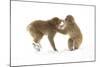 Snow Monkeys (Macaca Fuscata) Young Fighting in Snow, Nagano, Japan, February-Danny Green-Mounted Photographic Print