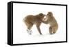 Snow Monkeys (Macaca Fuscata) Young Fighting in Snow, Nagano, Japan, February-Danny Green-Framed Stretched Canvas