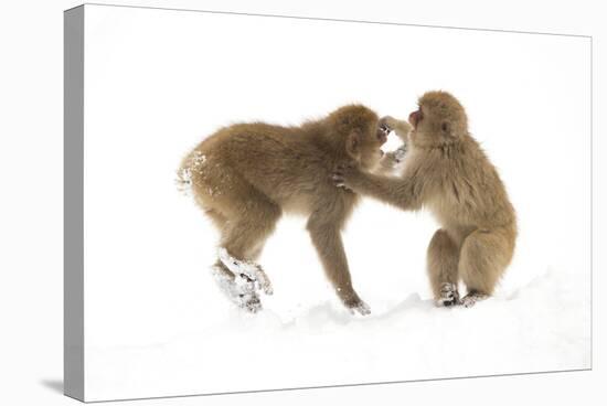Snow Monkeys (Macaca Fuscata) Young Fighting in Snow, Nagano, Japan, February-Danny Green-Stretched Canvas