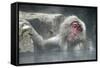 Snow Monkeys-null-Framed Stretched Canvas