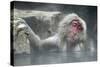 Snow Monkeys-null-Stretched Canvas