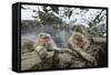 Snow Monkeys-null-Framed Stretched Canvas