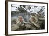 Snow Monkeys-null-Framed Photographic Print