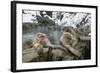 Snow Monkeys-null-Framed Photographic Print