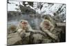 Snow Monkeys-null-Mounted Photographic Print