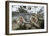 Snow Monkeys-null-Framed Photographic Print