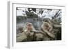 Snow Monkeys-null-Framed Photographic Print