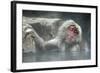 Snow Monkeys-null-Framed Photographic Print