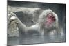 Snow Monkeys-null-Mounted Photographic Print